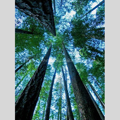 Old Growth Tree Top Photography